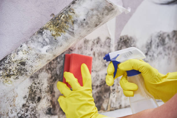 Best Air Quality Testing for Mold Spores in California, MD